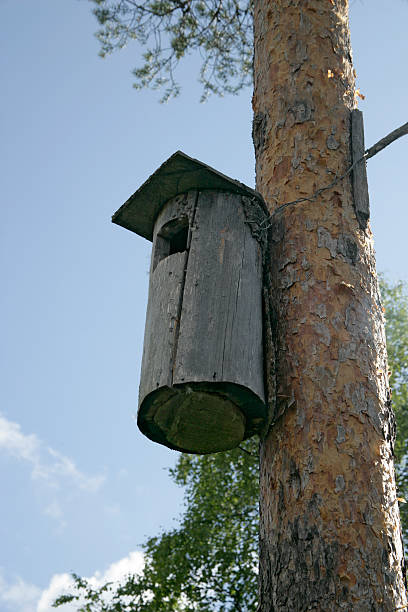 Goldeneye nest box Goldeneye nest box on tree in Sweden bucephala clangula uk stock pictures, royalty-free photos & images