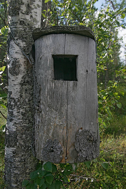 Goldeneye nest box Goldeneye nest box on tree in Sweden bucephala clangula uk stock pictures, royalty-free photos & images