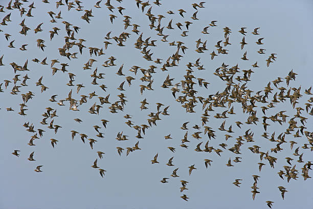 istock Golden plover, Pluvialis apricaria 461839893