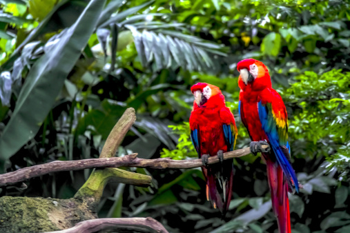 Macaw Parrot in Bird Park