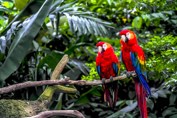 นกแก้วมาคอว์ - scarlet macaw ภาพสต็อก ภาพถ่ายและรูปภาพปลอดค่าลิขสิทธิ์