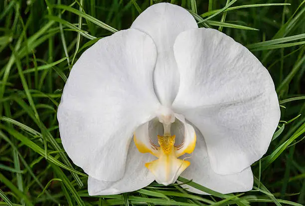 Photo of Close up of white orchid