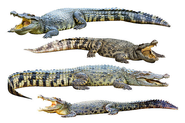 Four freshwater crocodile isolated on white.