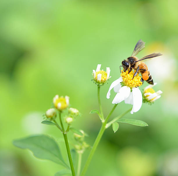 пчела занятых пить нектар из цветка - goldie стоковые фото и изображения