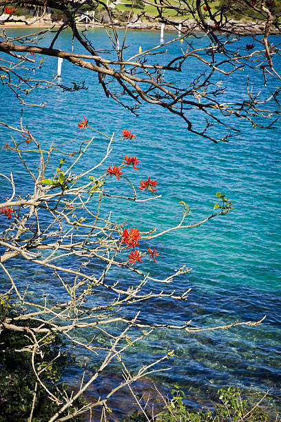 istock colorful flowers on a clear blue water background 461846201