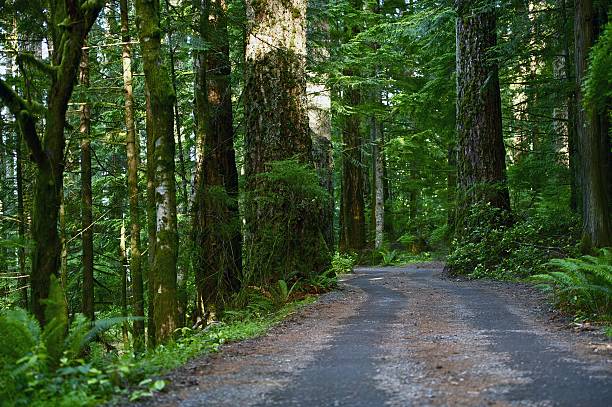istock Forest Road North California 461846811