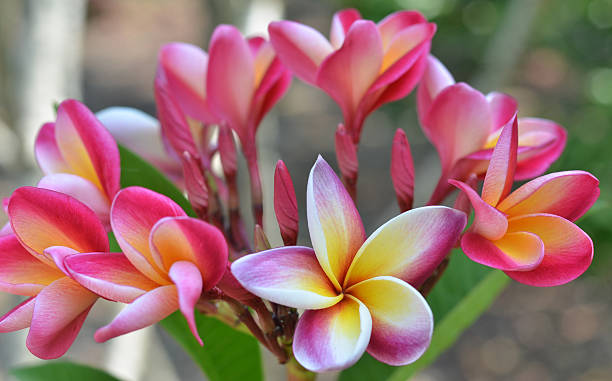 istock Frangipani, Plumeria flower 461847009