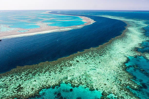 grande barrière de corail - queensland photos et images de collection