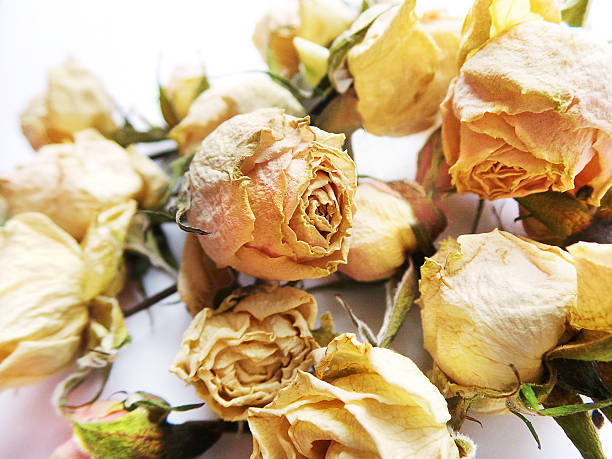 Beautiful dried rose butons on white background stock photo