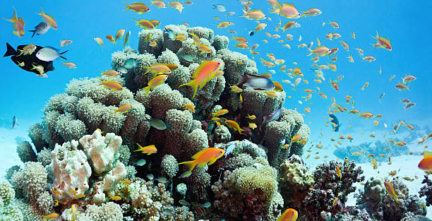 Coral reef  scene - panorama stock photo