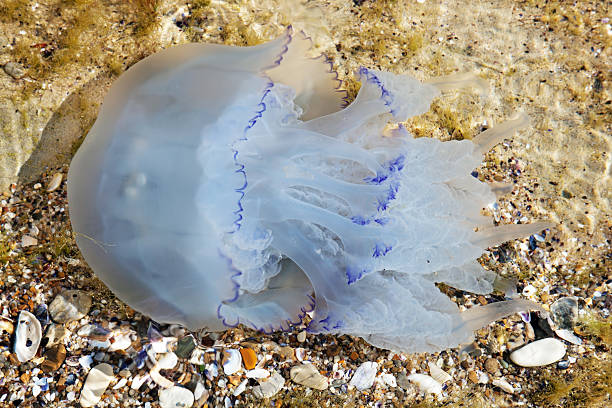 istock Jellyfish in the water 461852731