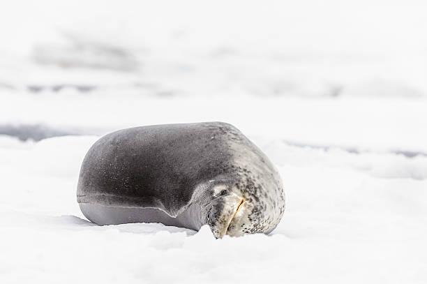 istock Fauna of South Pole 461853527