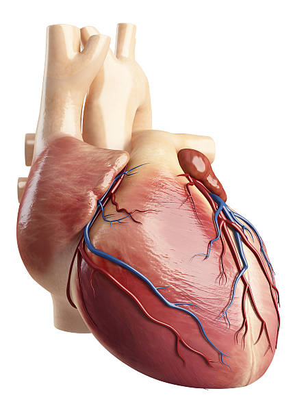 istock Side face view of the heart interior 461854001