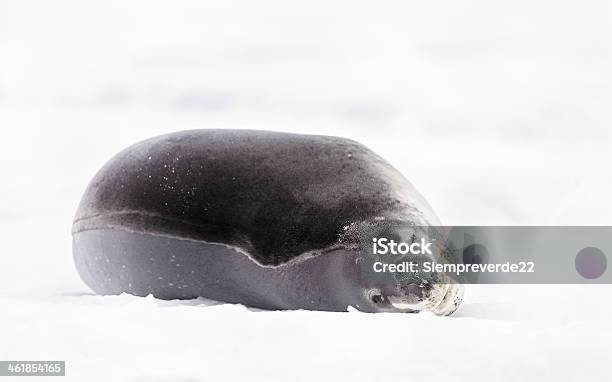 Fauna De Polo Sur Foto de stock y más banco de imágenes de Acostado - Acostado, Animal, Antártida