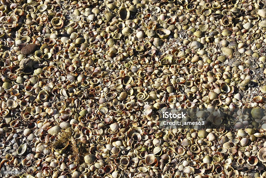 thousands of shells on the beach background Backgrounds Stock Photo