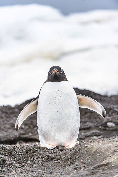 istock Penguins play on the ice rock 461856101