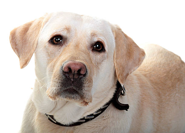 cão de ra�ça é grande.  fotografia em estúdio em fundo branco. - dog head shot - fotografias e filmes do acervo