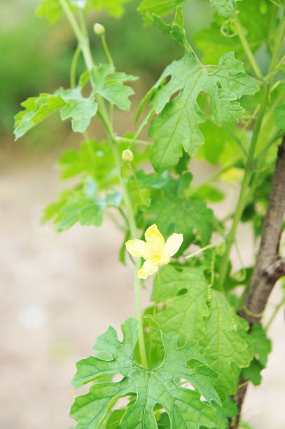 istock Momordica charantia 461856203
