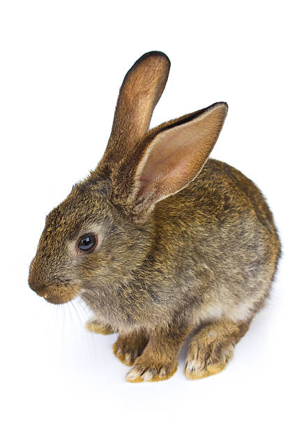 istock Happy New Year of rabbit 461856787