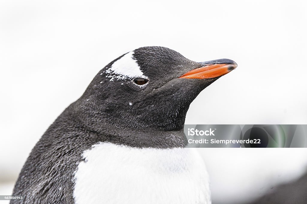 Penguins play on the ice rock Gentoo penguin (Pygoscelis papua) Animal Stock Photo