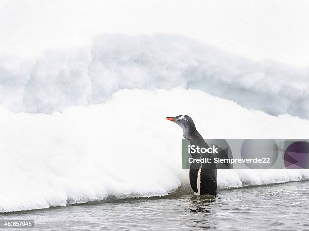 Pingüinos Juegue En El Hielo Rock Foto de stock y más banco de imágenes de Aire libre - Aire libre, Animal, Animales salvajes