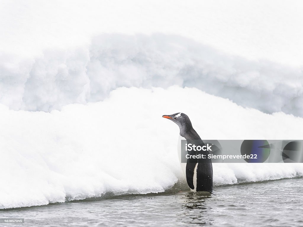 ペンギン応援ロック - サウスシェトランド諸島のロイヤリティフリーストックフォト