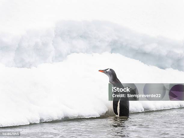ペンギン応援ロック - サウスシェトランド諸島のストックフォトや画像を多数ご用意 - サウスシェトランド諸島, ジェンツーペンギン, デセプション島