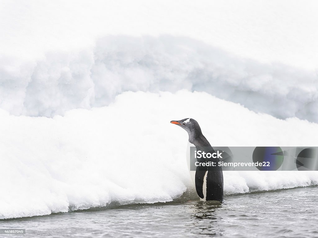 Пингвинов играть на льду Рок - Стоковые фото Антарктика роялти-фри