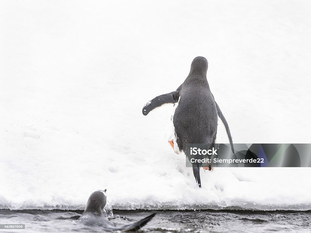 Penguins spielen auf dem Eis-rock - Lizenzfrei Antarktis Stock-Foto