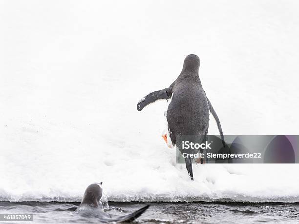 Penguins Spielen Auf Dem Eisrock Stockfoto und mehr Bilder von Antarktis - Antarktis, Atlantik, Eselspinguin