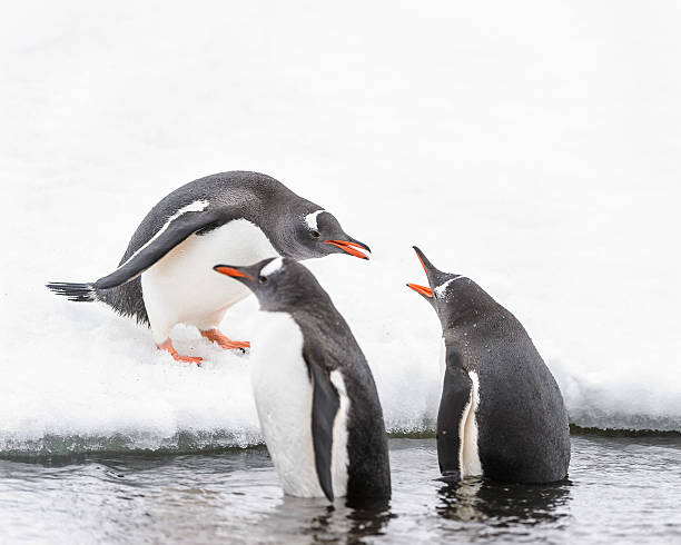 istock Penguins play on the ice rock 461857053