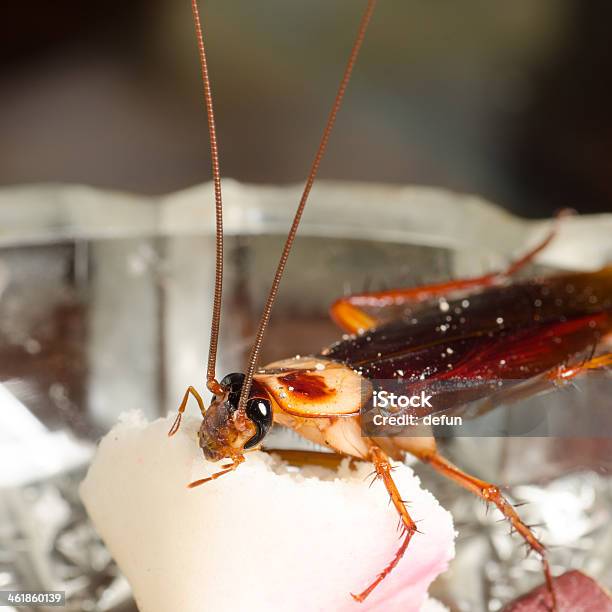House Kitchen Cockroach Bug Stock Photo - Download Image Now - Animal, Animal Antenna, Animal Body
