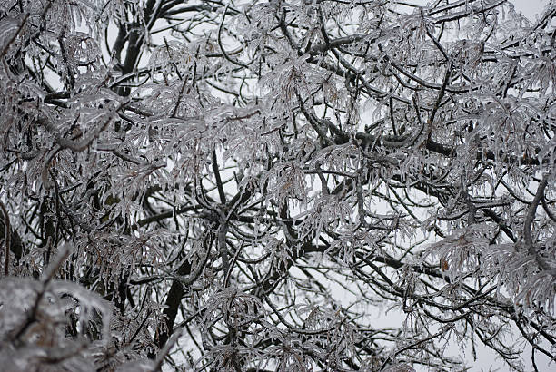 Frozen Branches stock photo