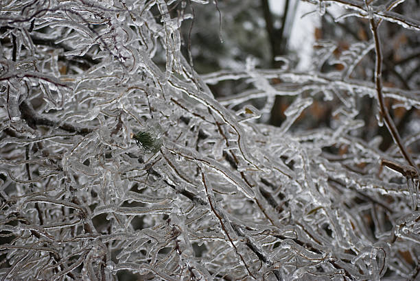 Frozen Branches stock photo