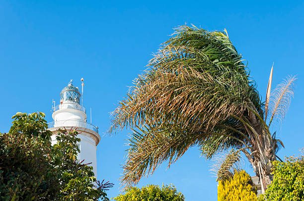Lighthouse and palm tree stock photo