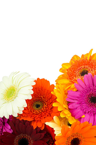istock Mix of gerber flowers 461862259