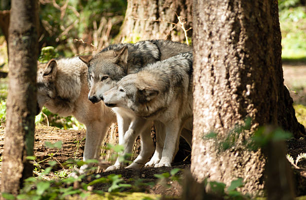 istock Wild Animal Wolf Pack Standing Playing North American Wildlife 461863949
