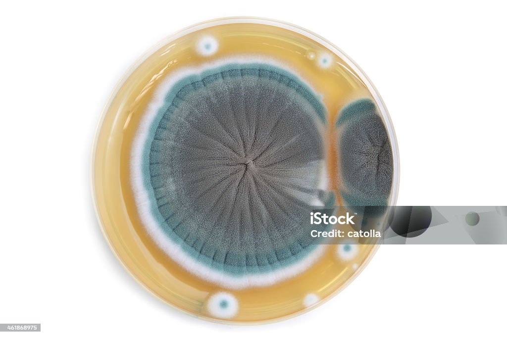 Hongos en una placa de agar de colonias - Foto de stock de Agar-agar libre de derechos
