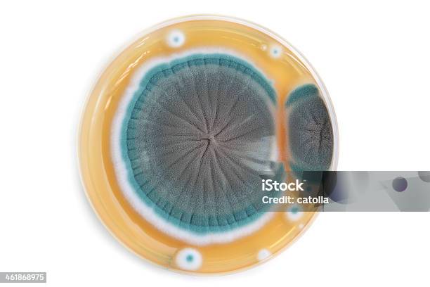 Hongos En Una Placa De Agar De Colonias Foto de stock y más banco de imágenes de Agar-agar - Agar-agar, Asistencia sanitaria y medicina, Azul