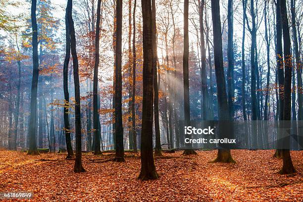 Autumn Feel Stock Photo - Download Image Now - Rügen, Forest, Autumn