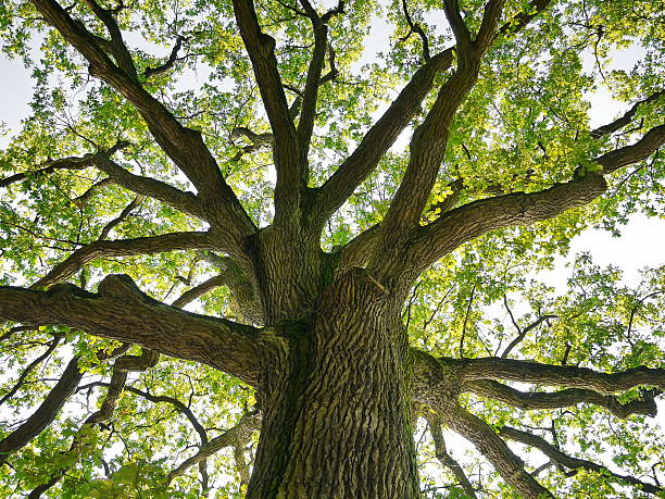 oak corona - tree crown fotografías e imágenes de stock