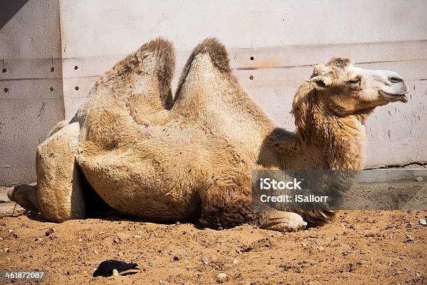 낙타 갈색에 대한 스톡 사진 및 기타 이미지 - 갈색, 낙타, 낙타색