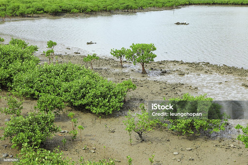 Floresta Mangroves vermelho - Royalty-free Ajardinado Foto de stock