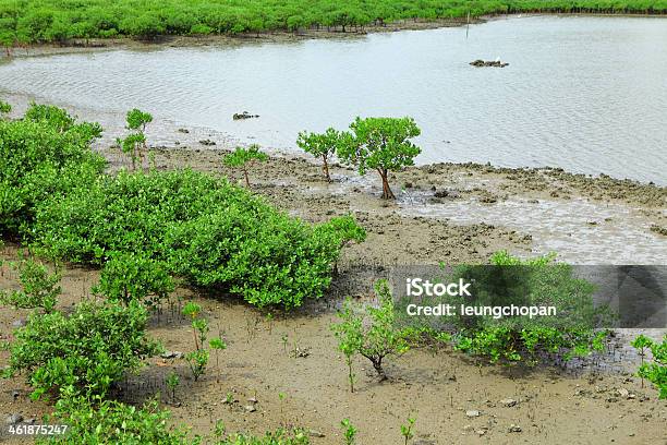 Floresta Mangroves Vermelho - Fotografias de stock e mais imagens de Ajardinado - Ajardinado, Animal selvagem, Ao Ar Livre