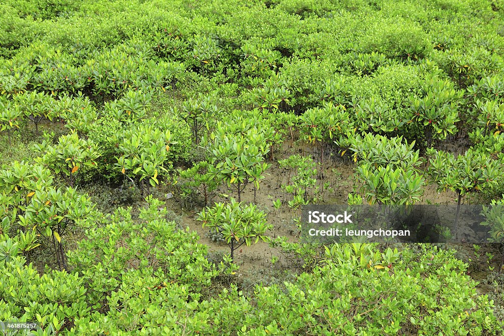 Красный мангровые леса - Стоковые фото Rhizomatous роялти-фри