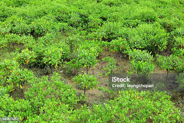 Красный Мангровые Леса — стоковые фотографии и другие картинки Rhizomatous - Rhizomatous, Без людей, Болото