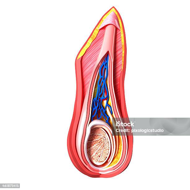 生殖 Scrotal 層 - ペニスのストックフォトや画像を多数ご用意 - ペニス, 人体構造, イラストレーション