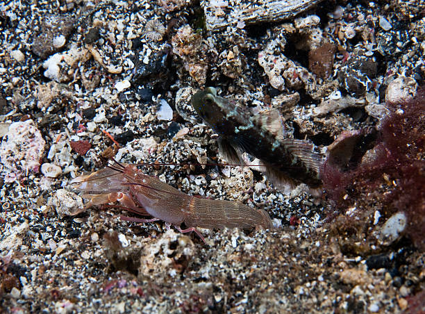 Shrimp goby Shrimp goby and partner shrimp shrimp goby stock pictures, royalty-free photos & images