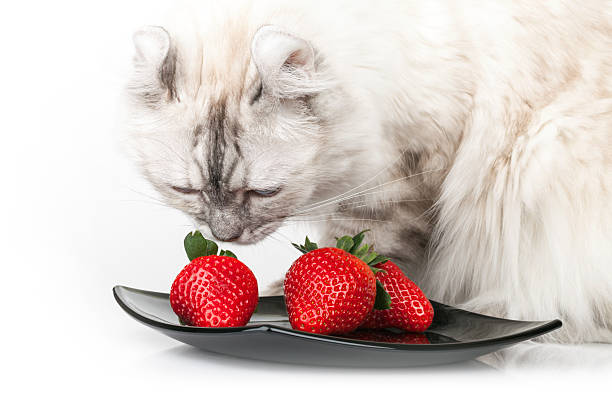 istock White domestic cat eats fresh red strawberry 461878331