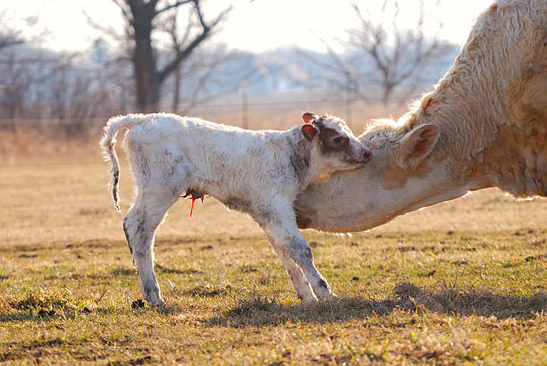 Newborn calf with mother stock photo